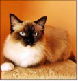 /album/kitty/kittyke-003-jpg/